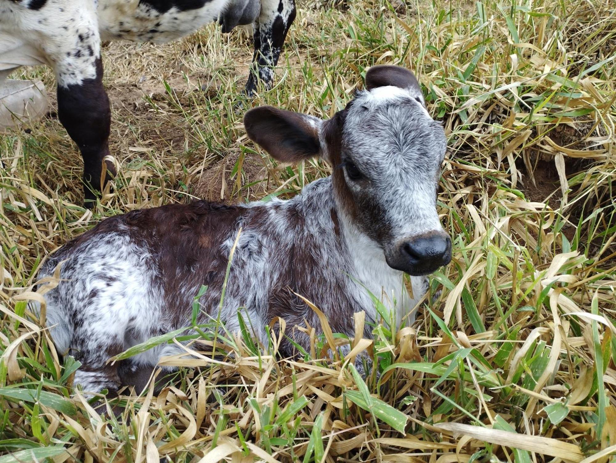 Joanópolis Rancho Maria Pimenta 빌라 외부 사진